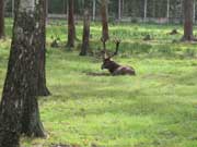 Красный олень. Национальные парки Беларуси.  Фото. Картинка