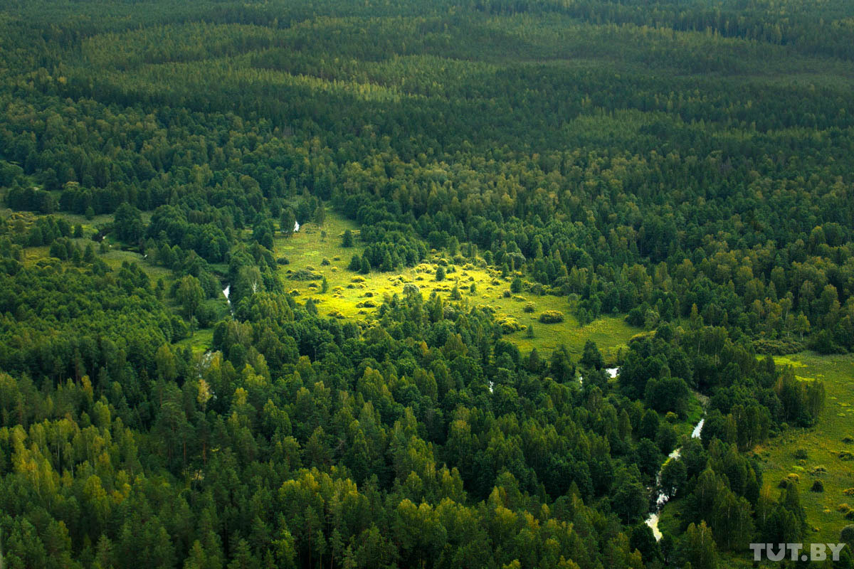  Белорусские леса..