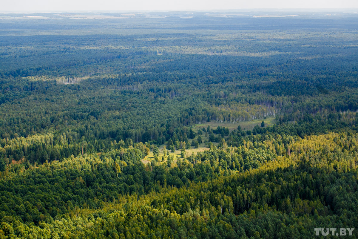 Кусочек Налибокской пущи на маршруте - лес простирается до горизонта
Читать полностью:  http://news.tut.by/society/410592.html
