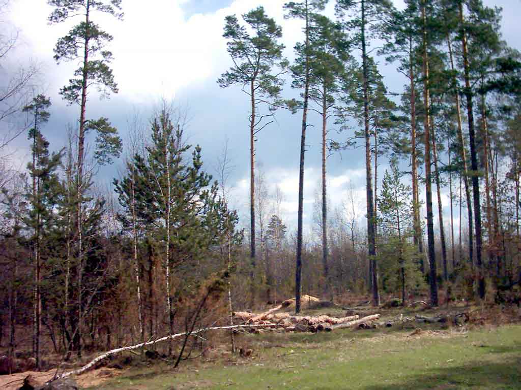 ����������. ������ ������. ����. 